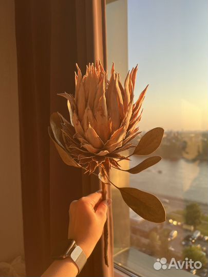 Протея, краспедия, стифа, эрингиум