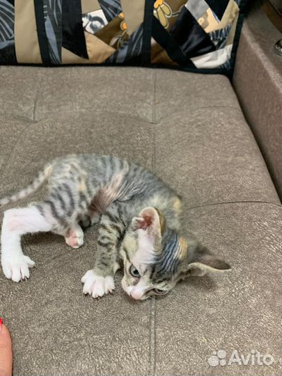 Донской сфинкс браш котята