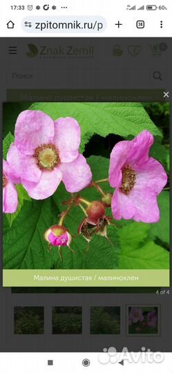 Малина -клён, мята,мелисса, кустики спиреи