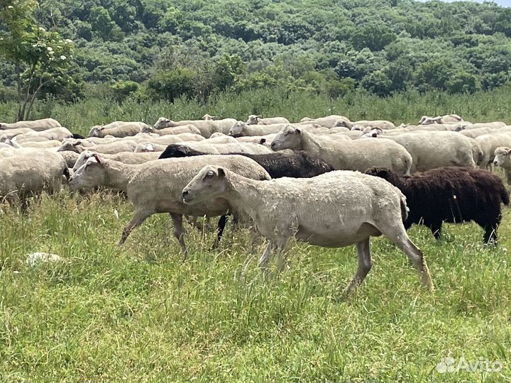 Овцы породы тексель