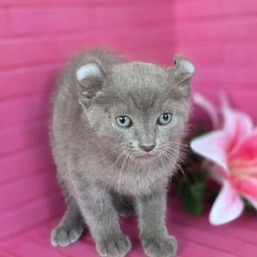 Американский кёрл короткошёрстный котёнок
