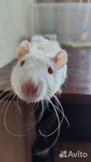 Крыса белая