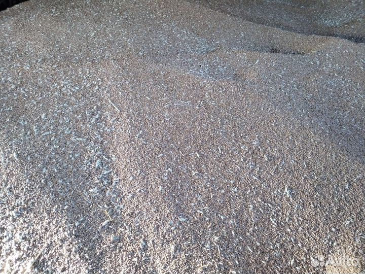 Зерно пшеница