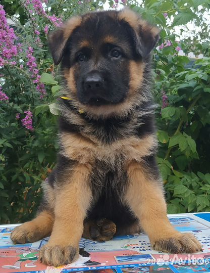 Шикарные щенки в Горелово