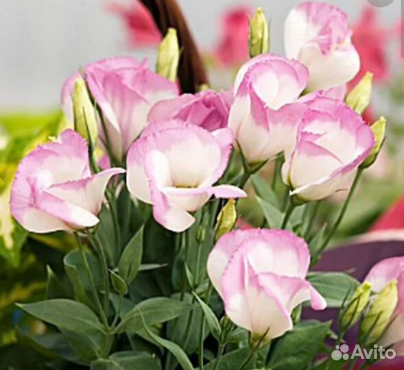 Рассада цветов Эустома Петуния Биденс