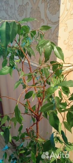 Фикус бенджамина