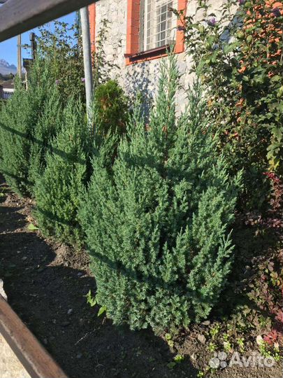 Туи Смарагд