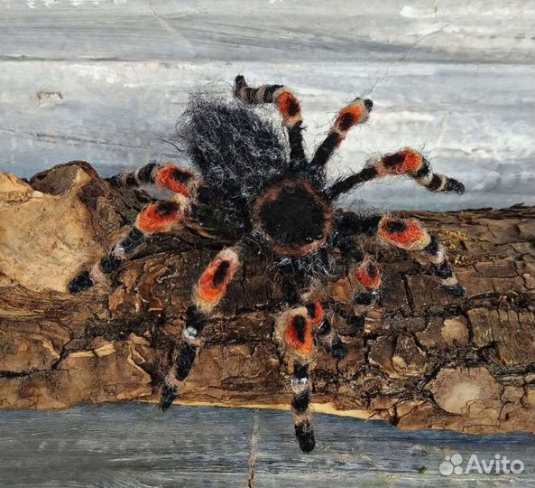 Паук Птицеед. Брошь из шерсти