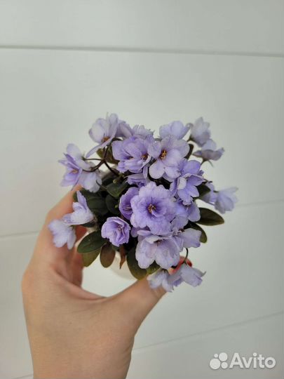 Сортовые фиалки мини/полумини фиалки