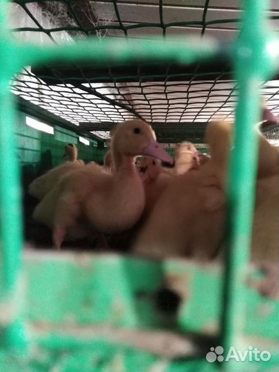 Мулард Подрощенный. Утята