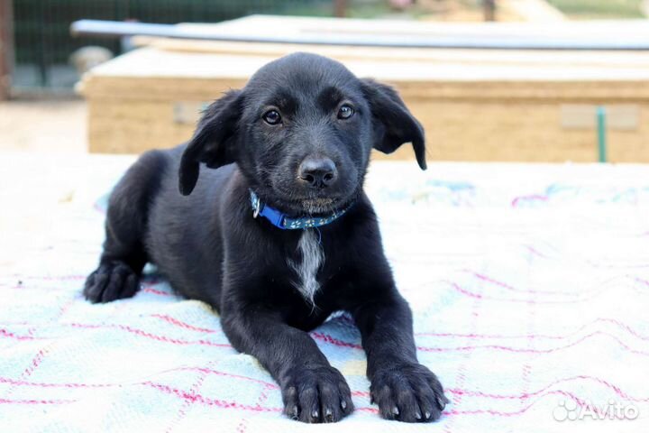 Бентли в дар