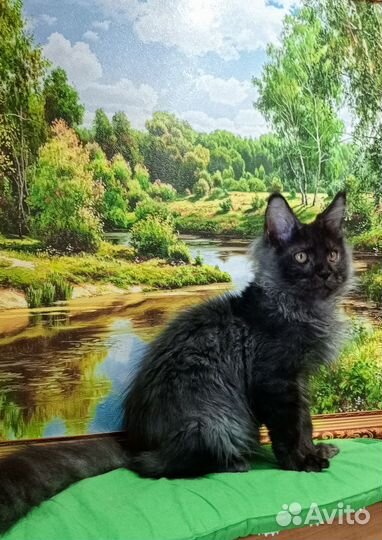 Кошка