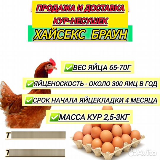 Куры несушки хайсекс