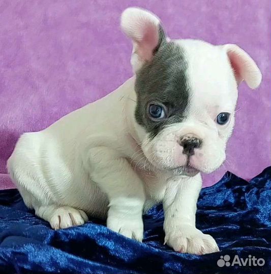 Французский бульдог щенки голубой