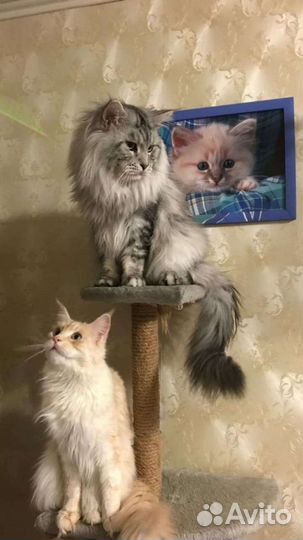 Продаются котята мейн-кун