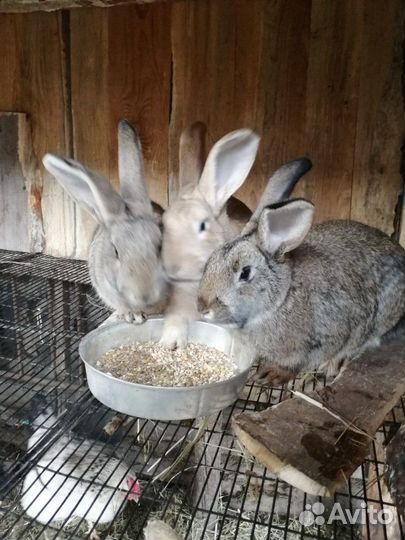 Кролики и кролятники для них