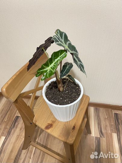 Алоказия полли