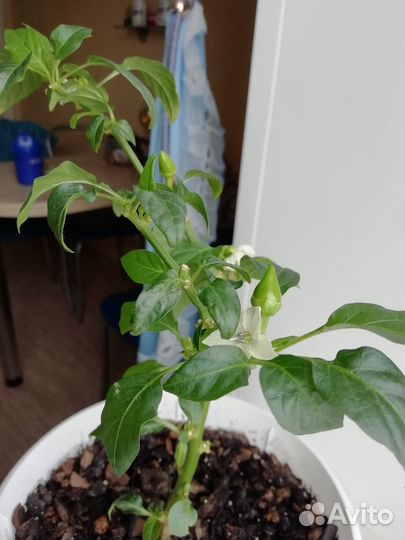 Семена острого комнатного перца (5шт)