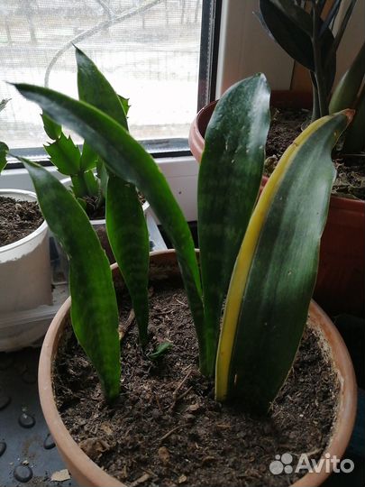 Сансевиерия лауренти с желтыми полосками