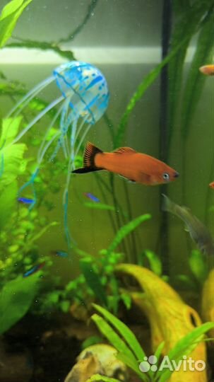 Рыба, грунт