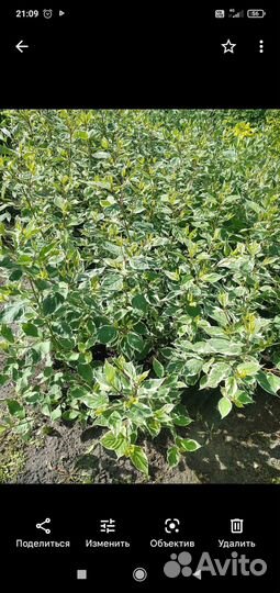 Продам Дерен Элегантиссимо