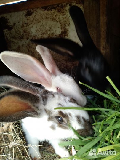 Кролики мясных пород