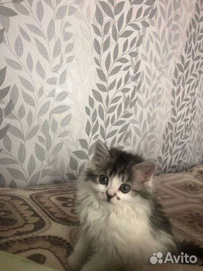 Кошка в дар бесплатно