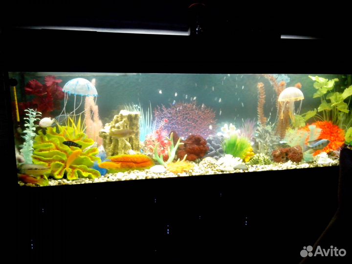 Обслуживание аквариумов