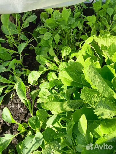 Рассада цветной капусты