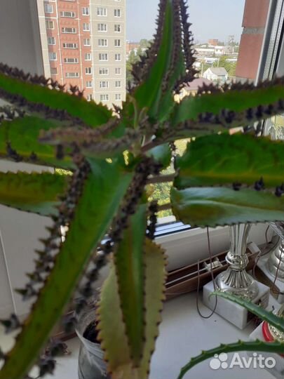 Каланхоэ Дегримона 0,50 см