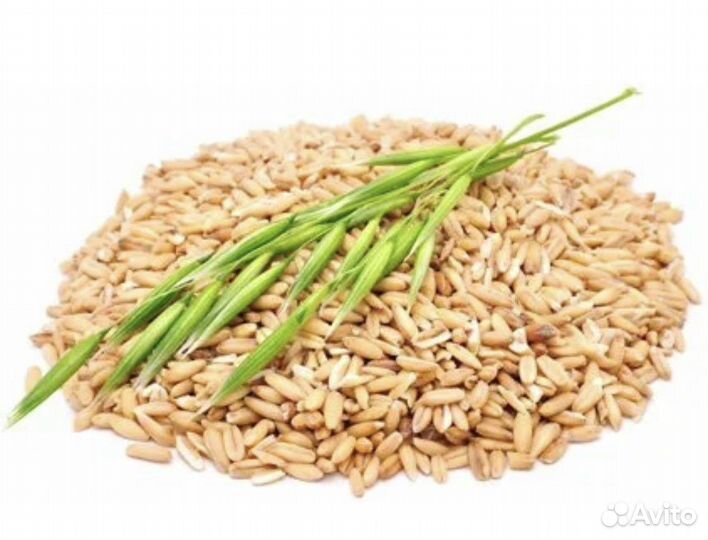 Горох, редтка масляничная, мед, кортофель, пшеница