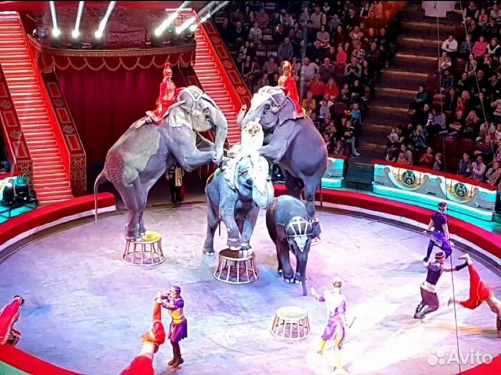 Билеты в цирк никулина
