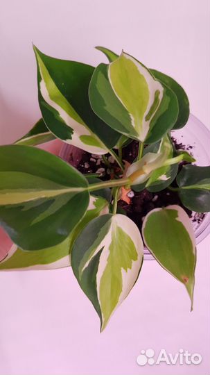 Сциндапсус, филодендрон, фикус и др