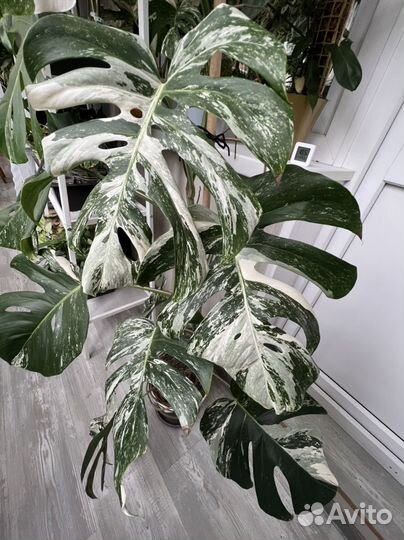 Монстера alba делициоза большая