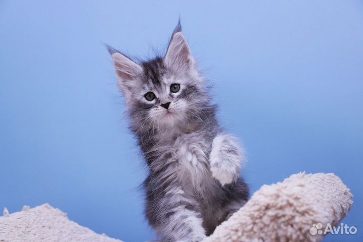 Кошечка мейн кун.Питомник