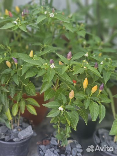 Перец комнатный острый