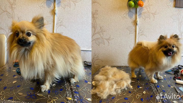 Грумер пос.им. Морозова