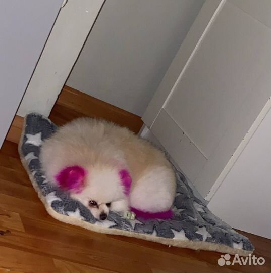 Померанский шпиц