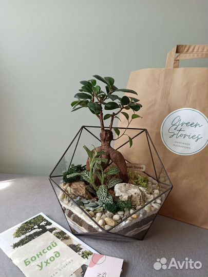 Флорариум Икосаэдр с бонсай