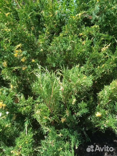 Можжевельник