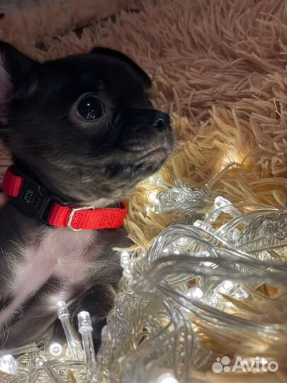 Вязка кобель чихуахуа