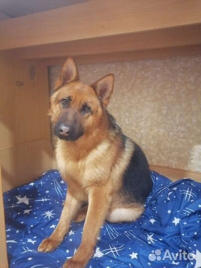 Немецкая овчарка вязка