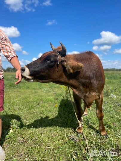 Джерсейская телка