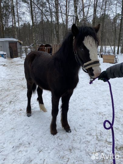 Жеребчик кросс-тинкера