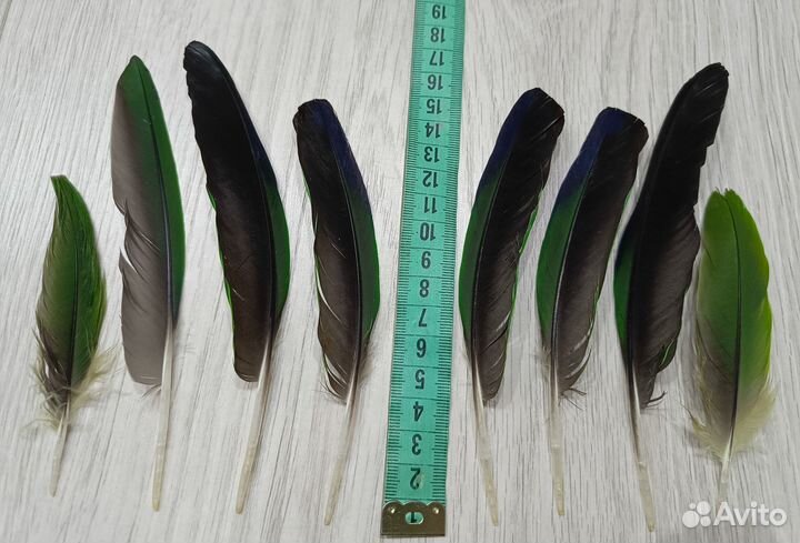 Натуральные перья амазона 8 шт