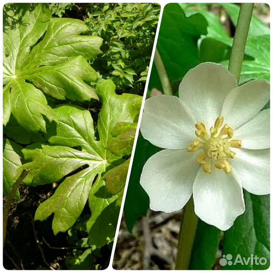 Многолетники садовые