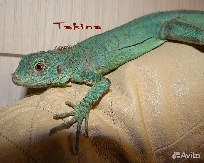 Ящерица травоядная голубая