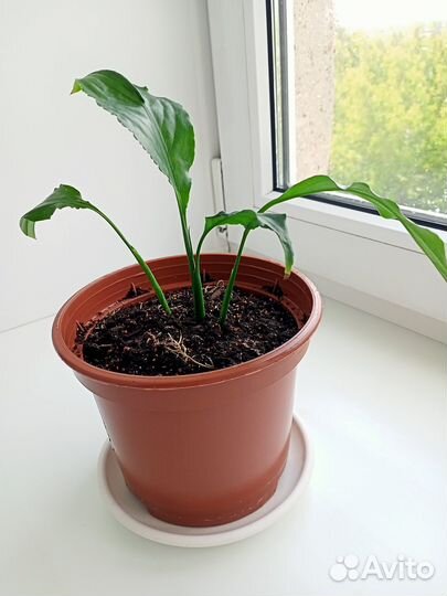 Спатифиллум свит чико (женское счастье)