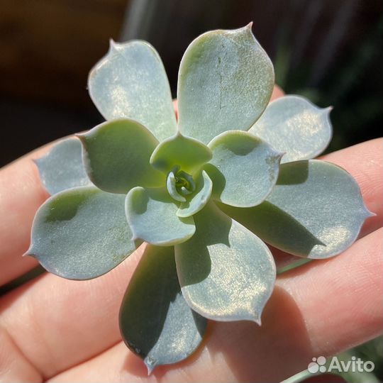 Суккуленты echeveria разные