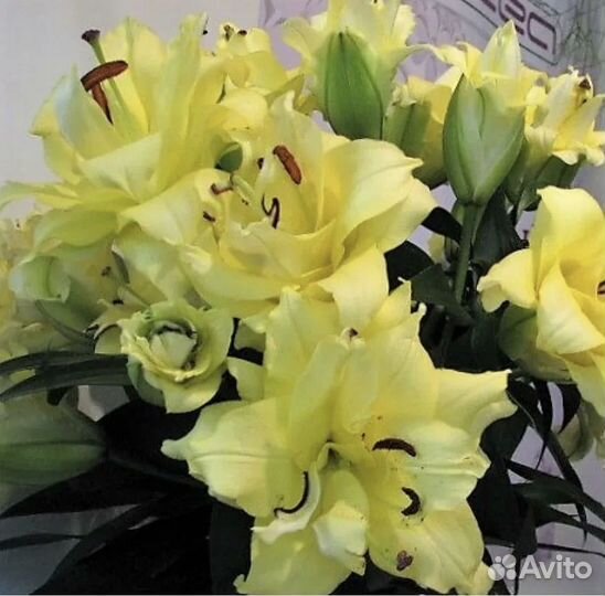 Лилии от гибрид Экзотик Сан